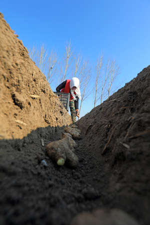 LUANNAN COUNTY, Hebei Province, China-April 2, 2020: Farmers are planting ginger in the fields.のeditorial素材