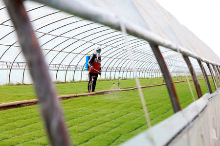 LUANNAN COUNTY, Hebei Province, China-April 30, 2020: Farmers spraying pesticides in rice seedling greenhouse.のeditorial素材