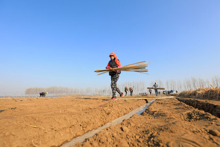 LUANNAN COUNTY, Hebei Province, China-April 2, 2020: Farmers are installing bamboo arches and planting ginger in the fields.のeditorial素材