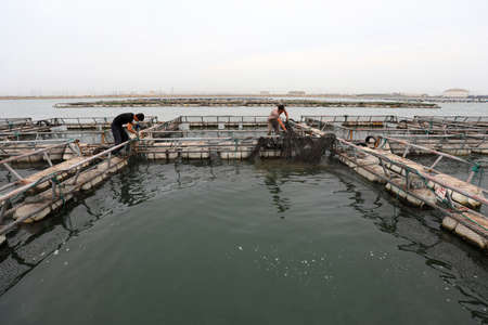 LUANNAN COUNTY, Hebei Province, China-June 17, 2020: Workers work on a cage culture facility for red finless porpoises on a farmのeditorial素材