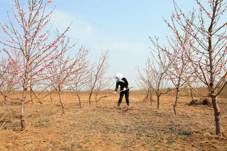 LUANNAN COUNTY, Hebei Province, China-April 15, 2020: The grower weeded under the peach trees in the orchard.のeditorial素材