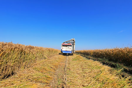 LUANNAN COUNTY, Hebei Province, China-October 12, 2020: Farmers are turning and drying rice in the North China Plainのeditorial素材