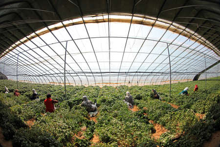 LUANNAN COUNTY, Hebei Province, China-April 14, 2020: Female farmers are collecting sweet potato seedlings in the greenhouse.のeditorial素材