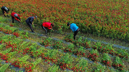 Farmers harvest pepper by hand in the fields, North Chinaのeditorial素材