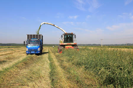LUANNAN COUNTY, Hebei Province, China-June 1, 2020: Farmers use harvesters to harvest oats in a fieldのeditorial素材