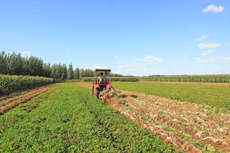 LUANNAN COUNTY, Hebei Province, China-September 17, 2020: Farmers use agricultural machinery to harvest peanutsのeditorial素材