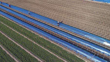 Farmers cover ginger with purple plastic film in fields, aerial photos, North China Plain.のeditorial素材