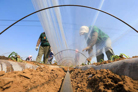 LUANNAN COUNTY, Hebei Province, China-April 2, 2020: Farmers cover sweet potato seedlings with plastic film to keep them warm and moist and promote plant growth.のeditorial素材