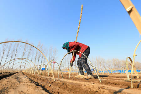 LUANNAN COUNTY, Hebei Province, China-April 2, 2020: Farmers are installing bamboo arches and planting ginger in the fields.のeditorial素材