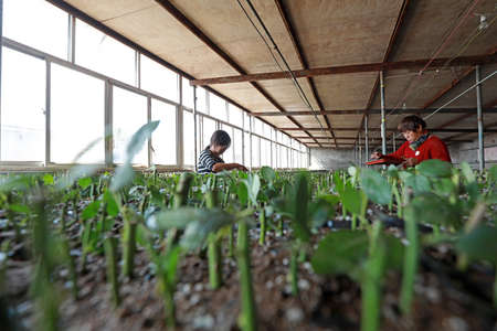LUANNAN COUNTY, Hebei Province, China-September 21, 2020: The gardener is cutting. The rose cuttings are in the nurseryのeditorial素材