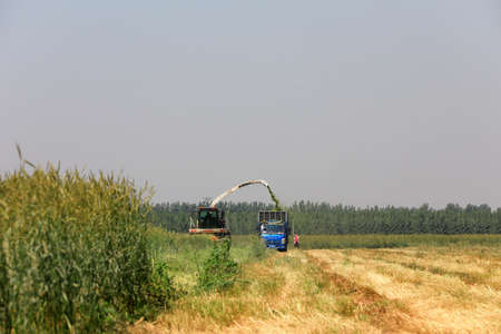 LUANNAN COUNTY, Hebei Province, China-June 1, 2020: Farmers use harvesters to harvest oats in a fieldのeditorial素材