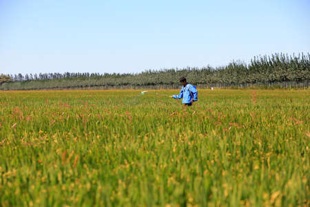 LUANNAN COUNTY, Hebei Province, China-September 16, 2020: Farmers sprayed insecticides on rice...