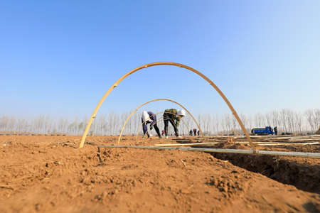 LUANNAN COUNTY, Hebei Province, China-April 2, 2020: Farmers are installing bamboo arches and planting ginger in the fields.のeditorial素材