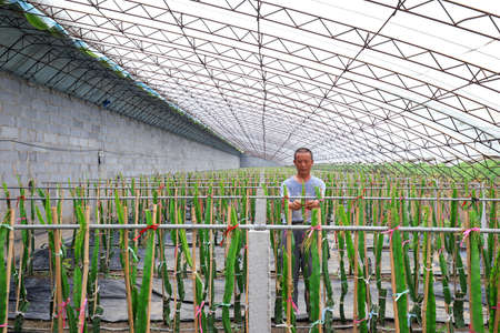 LUANNAN COUNTY, Hebei Province, China-August 3, 2020: Farmers in the management of Pitaya in the greenhouseのeditorial素材