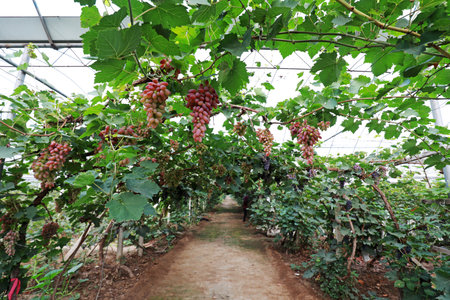 Ripe grapes in plantations, North Chinaのeditorial素材