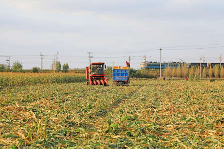 LUANNAN COUNTY, Hebei Province, China-October 14, 2020: Farmers use agricultural machinery to...