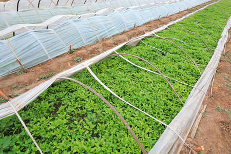 Pepper seedlings in small arch shed, North Chinaのeditorial素材