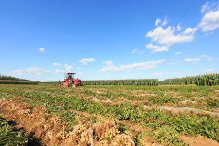 LUANNAN COUNTY, Hebei Province, China-September 17, 2020: Farmers use agricultural machinery to harvest peanutsのeditorial素材