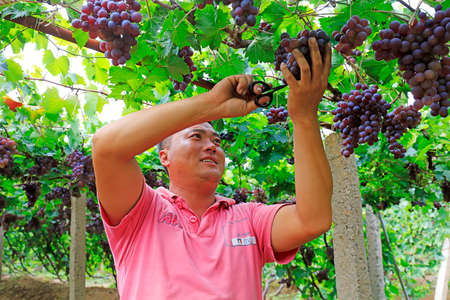 Lulong County, China - September 9, 2018: farmers harvest grapes on a farm, Lulong County, Hebei Province, Chinaのeditorial素材