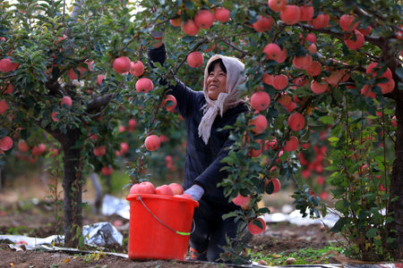 LUANNAN COUNTY, China - October 28, 2018: Farmers are picking ripe red Fuji apples in the orchard, LUANNAN COUNTY, Hebei Province, Chinaのeditorial素材