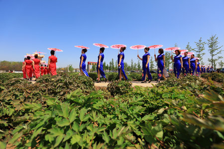 LUANNAN COUNTY, Hebei Province, China - May 2, 2019: People are wearing beautiful clothes and doing Yangko.のeditorial素材