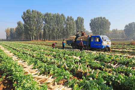 LUANNAN COUNTY, Hebei Province, China - October 31, 2019: Farmers are loading turnips on the farm.のeditorial素材