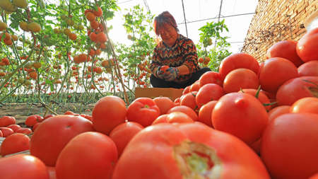 LUANNAN COUNTY, Hebei Province, China - January 8, 2020: Farmers are harvesting tomatoes in greenhouses.のeditorial素材