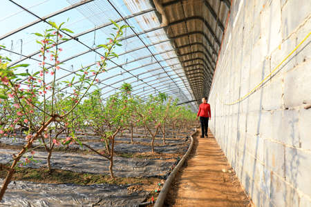 LUANNAN COUNTY, Hebei Province, China - January 8, 2020: A female gardener is watching peach blossom pollination in a greenhouse.のeditorial素材