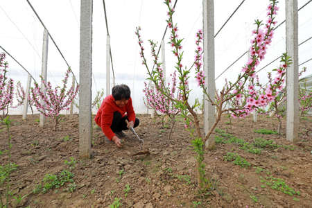 LUANNAN COUNTY - February 24, 2020: Female workers weeding in the peach garden, LUANNAN COUNTY, Hebei Province, Chinaのeditorial素材