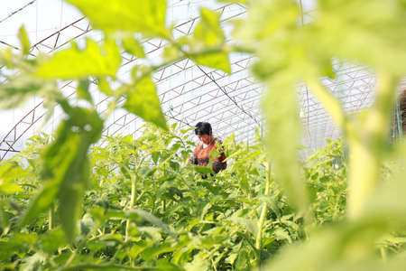 LUANNAN COUNTY - February 23, 2020: farmers tending tomatoes and vines in greenhouses, LUANNAN COUNTY, Hebei Province, Chinaのeditorial素材