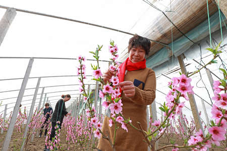 LUANNAN COUNTY - February 24, 2020: women workers arranging the peach blossom in the orchard, LUANNAN COUNTY, Hebei Province, Chinaのeditorial素材