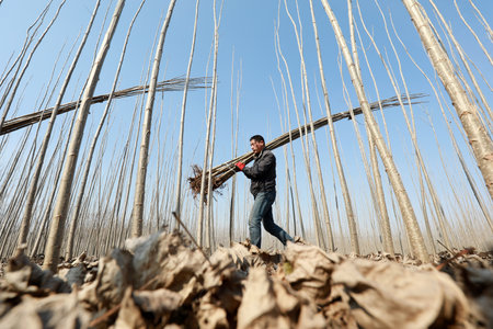 LUANNAN COUNTY, China - March 5, 2020: farmers sapling, in forest farms, LUANNAN COUNTY, Hebei Province, Chinaのeditorial素材