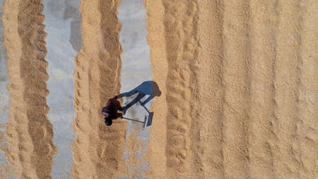 Farmers drying corn seeds for spring sowing, Chinaの写真素材
