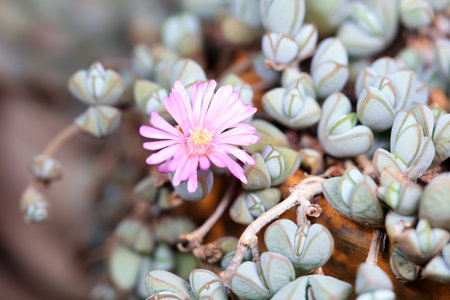 Close up of succulent plantsの写真素材