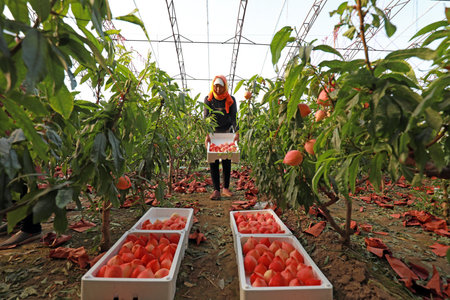 LUANNAN COUNTY, Hebei Province, China - March 19, 2020: Farmers are picking ripe peaches in the orchard.のeditorial素材