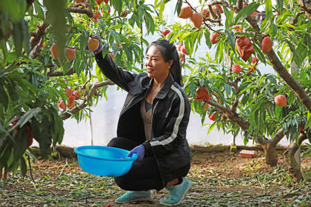 LUANNAN COUNTY, Hebei Province, China - March 18, 2020: a farmer picks peaches in a greenhouseのeditorial素材