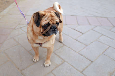 Pet dog myna in the park, North Chinaの写真素材