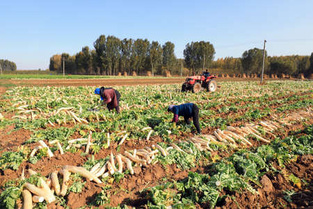 LUANNAN COUNTY, China - November 2, 2020: farmers harvest white radish and load them out on a farm in LUANNAN COUNTY, Hebei Province, Chinaのeditorial素材