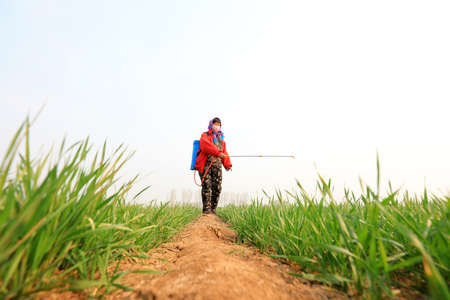 LUANNAN COUNTY, Hebei Province, China - March 31, 2020: Farmers are spraying fungicides on Wheat in the fields.のeditorial素材