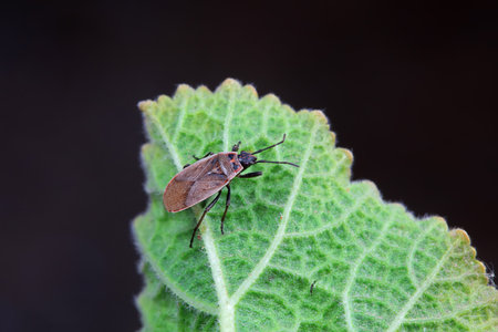 Bugs on green leaves, North China