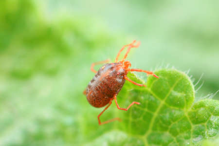 A tick mite in green leaves, North China