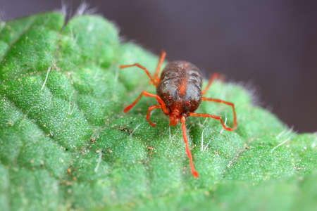 A tick mite in green leaves, North China