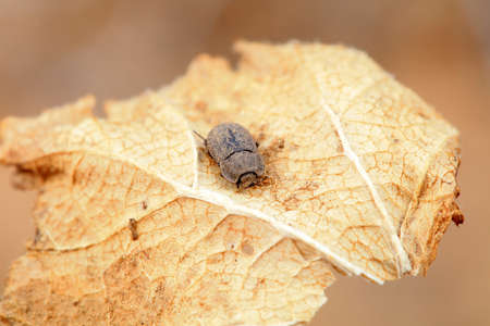 Beetles on yellow leaves, early spring, North China