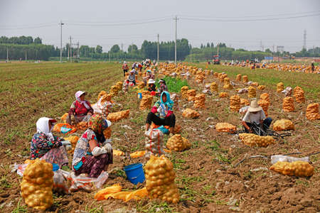 LUANNAN COUNTY, China - July 4, 2018: farmers harvest potatoes on a farm, LUANNAN COUNTY, Hebei Province, Chinaのeditorial素材