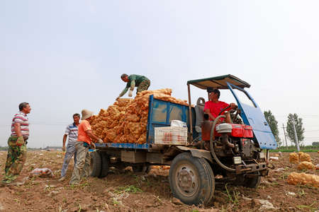 LUANNAN COUNTY, China - July 4, 2018: farmers harvest potatoes on a farm, LUANNAN COUNTY, Hebei...
