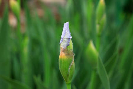 Iris flowers in the park, North China