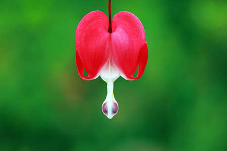 Close up of peony flowers in the garden, Chinaの写真素材