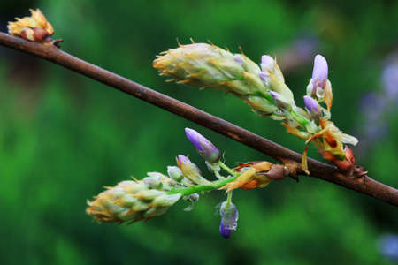 Wisteria flowers in the park, North China
