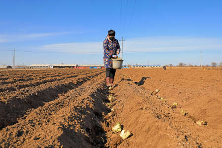 LUANNAN COUNTY, China - March 10, 2020: farmers growing cabbage on farms, LUANNAN COUNTY, Hebei Province, Chinaのeditorial素材