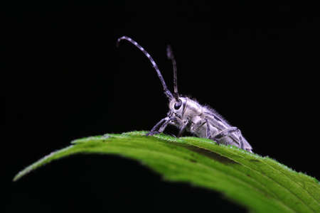 Longicorn beetles on wild plants, North China
